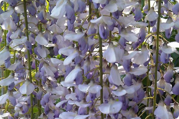 Wisteria