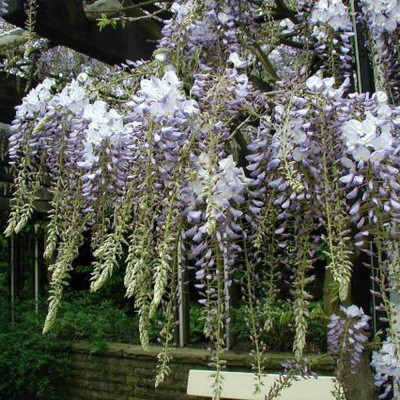 Wisteria