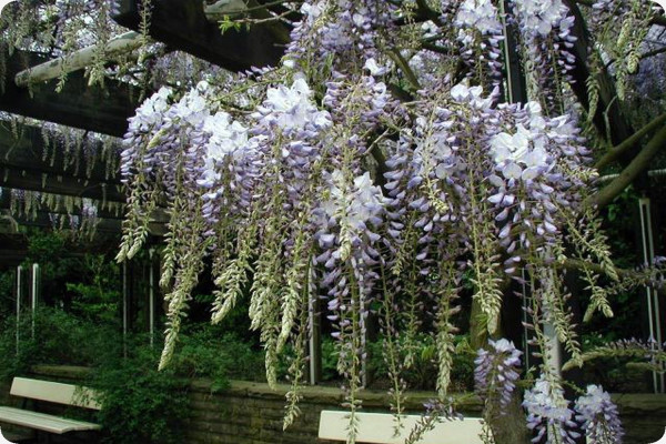 Wisteria