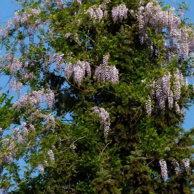 Wisteria
