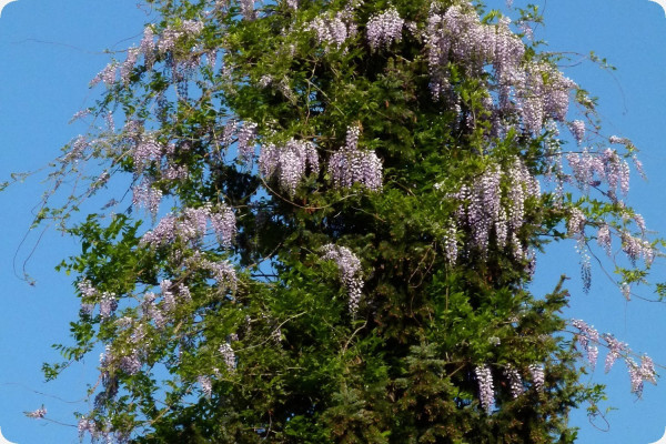 Wisteria