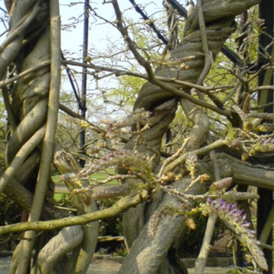 Wisteria
