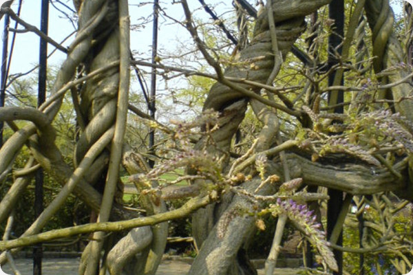 Wisteria