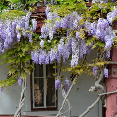 Wisteria