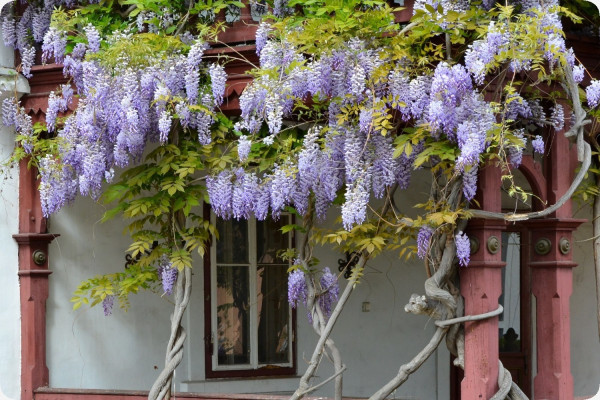 Wisteria