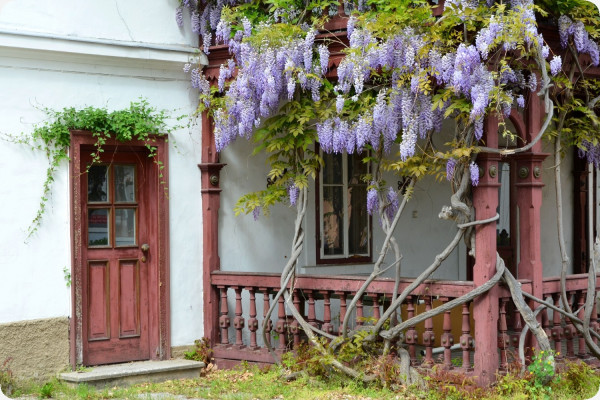 Wisteria
