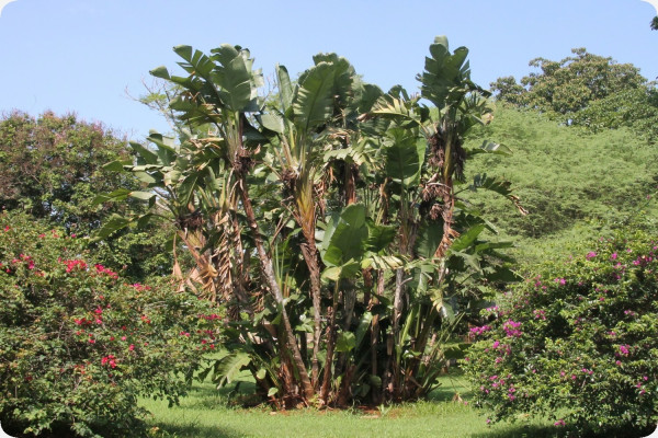 Paradiesvogelblume - nicolai