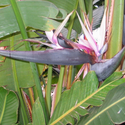Paradiesvogelblume - nicolai