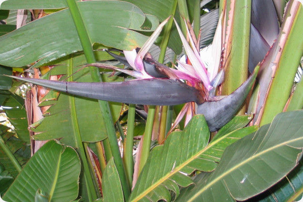 Paradiesvogelblume - nicolai