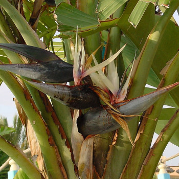 Bird of Paradise flower - Nicolai