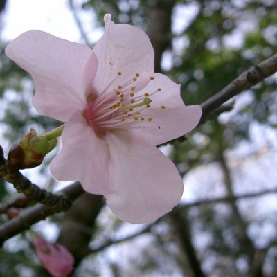 Japanische Blütenkirsche