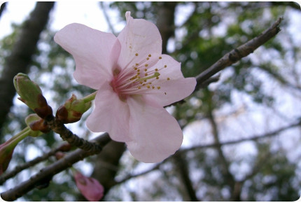 Japanese flowering cherry