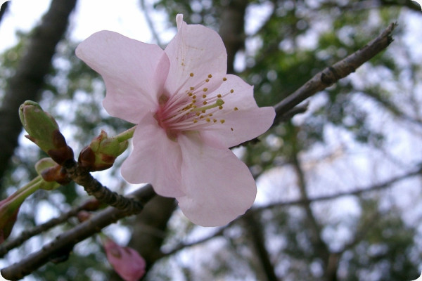 Japanische Blütenkirsche