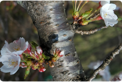 Japanese flowering cherry
