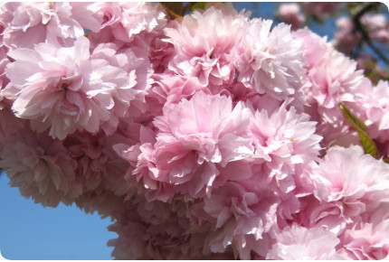 Japanese flowering cherry