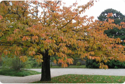 Japanese flowering cherry