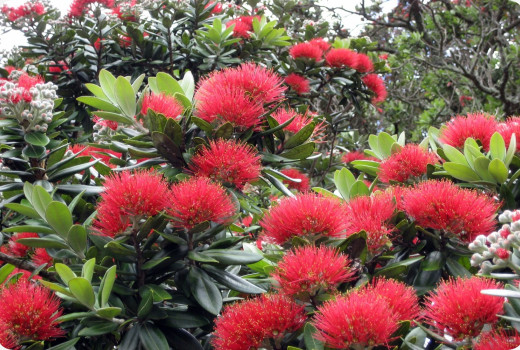 New Zealand Christmas tree
