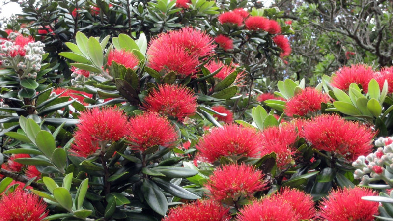 New Zealand Christmas tree