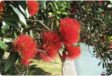 Anzuchtset - Weihnachtsgarten - Groß