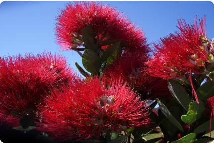 New Zealand Christmas tree