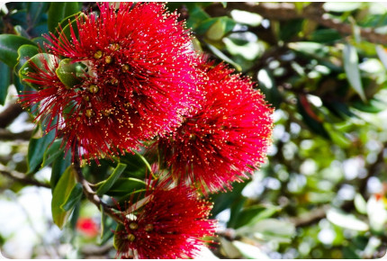 New Zealand Christmas tree
