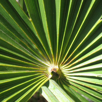 Hanfpalme