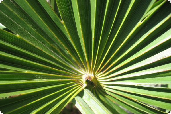 Hanfpalme