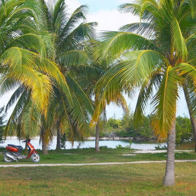 Cuban royal palm