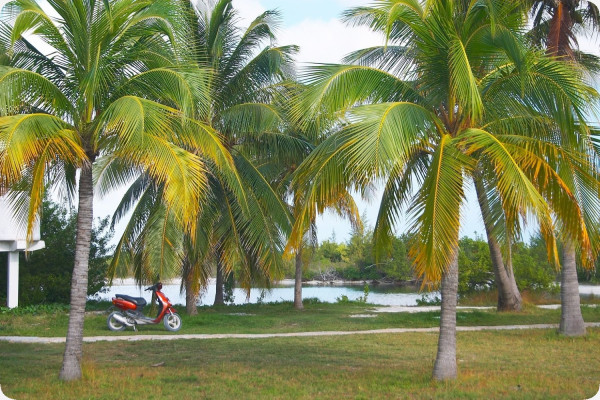 Cuban royal palm