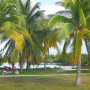 Cubanische Königspalme