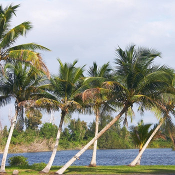 Cubanische Königspalme