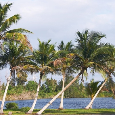 Cuban royal palm