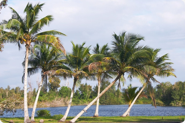 Cuban royal palm