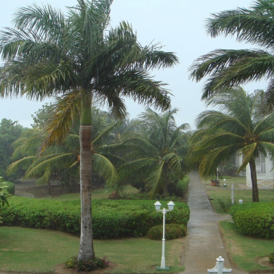 Cuban royal palm