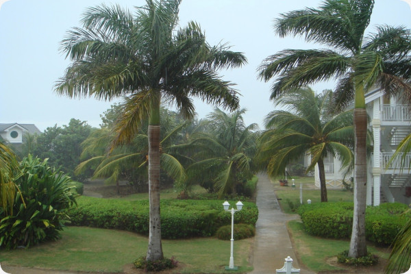 Cuban royal palm