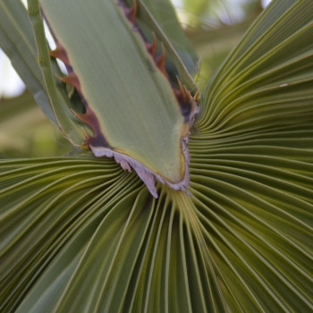 Washingtonia Fächerpalme