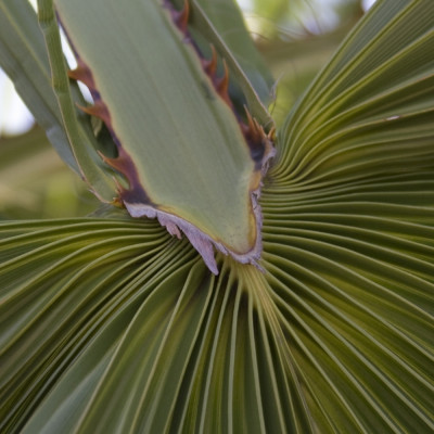Washingtonia Fächerpalme