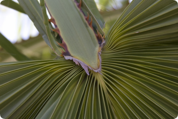 Washingtonia Fächerpalme