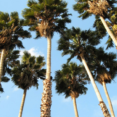 Washingtonia Fächerpalme