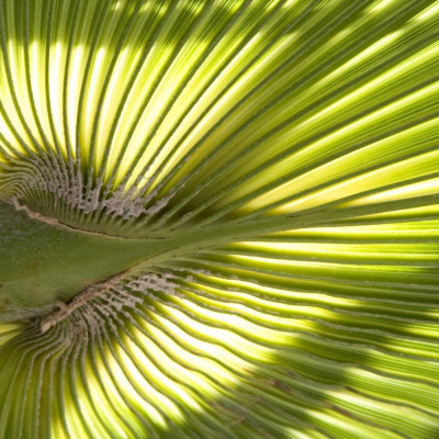 Washingtonia Fächerpalme