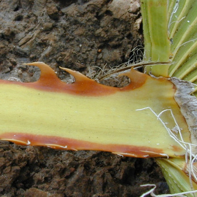 Washingtonia Fächerpalme