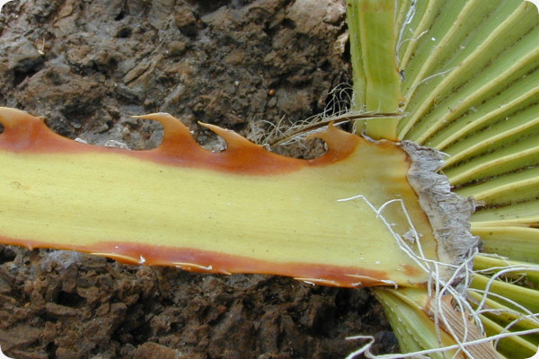 Washingtonia Fächerpalme
