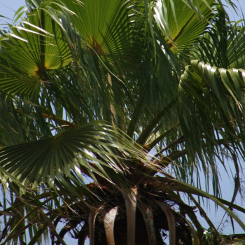 Washingtonia Fächerpalme