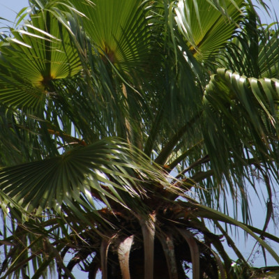 Washingtonia Fächerpalme