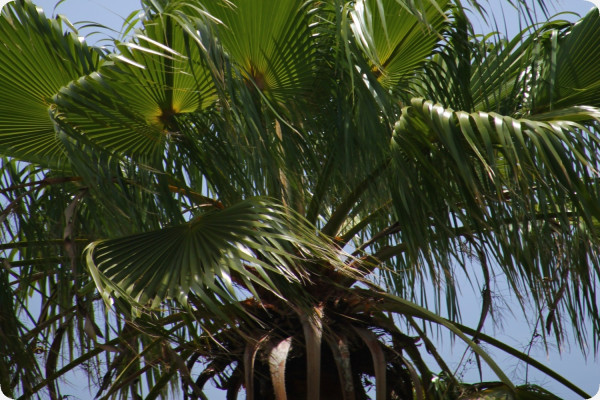 Washingtonia Fächerpalme