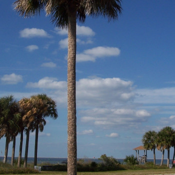 Palmettopalme