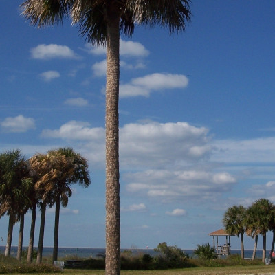 Palmettopalme
