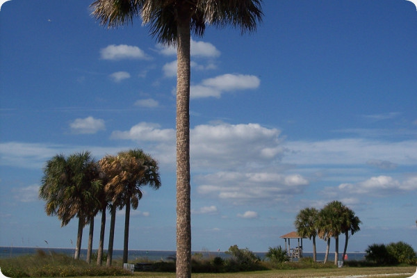 Palmettopalme