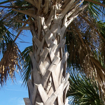 Palmettopalme