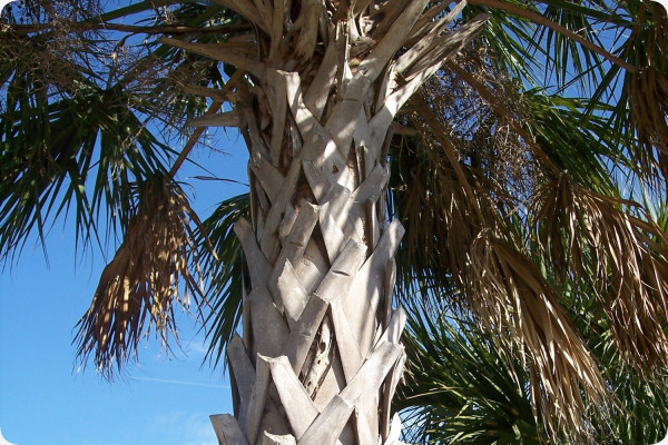 Palmettopalme